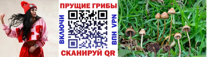 дарнет шоп  Отрадный  Псилоцибиновые грибы мицелий 